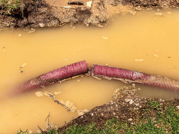 Best Local water damage restoration  in Dorothy, NJ